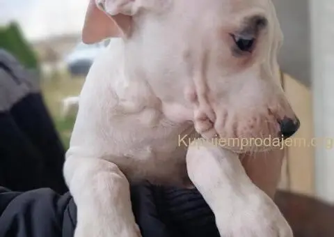 Dogo argentino štenci - 9/11