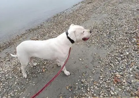 Dogo argentino štenci - 10/11