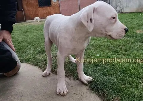 Dogo argentino štenci - 11/11