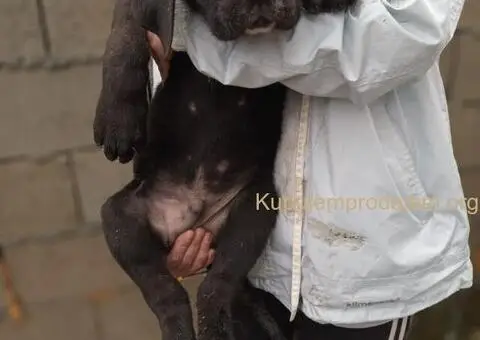 Bandog stenci na prodaju - 1/10