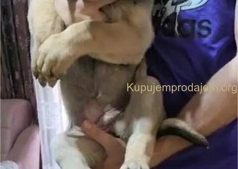 Bandog stenci na prodaju - 2/10