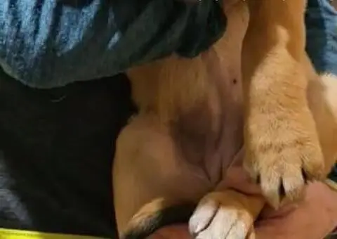 Bandog stenci na prodaju - 3/10