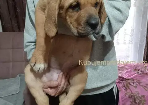 Bandog stenci na prodaju - 4/10