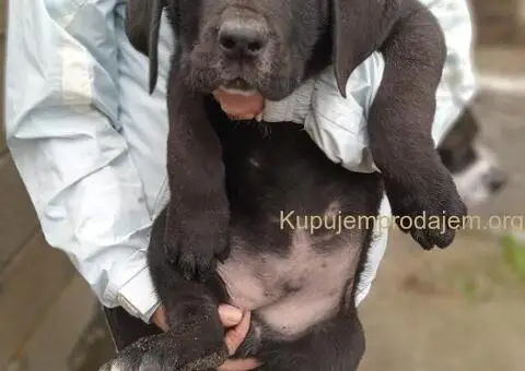 Bandog stenci na prodaju - 5/10