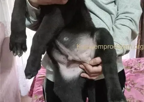 Bandog stenci na prodaju - 6/10