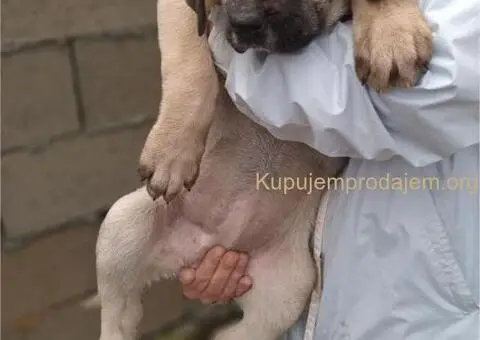 Bandog stenci na prodaju - 7/10