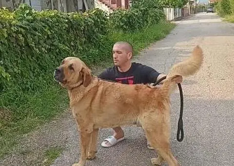 Bandog stenci na prodaju - 8/10