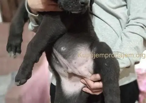 Bandog stenci na prodaju - 10/10