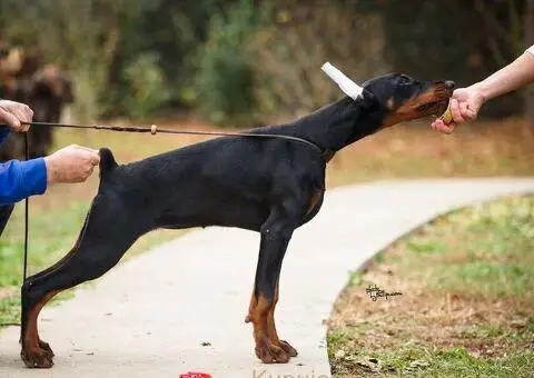 Doberman štenci na prodaju - 2/6