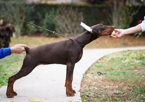 Doberman štenci na prodaju - 3/6