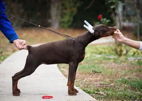 Doberman štenci na prodaju - 4/6