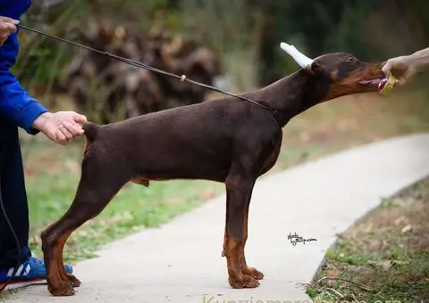 Doberman štenci na prodaju - 5/6