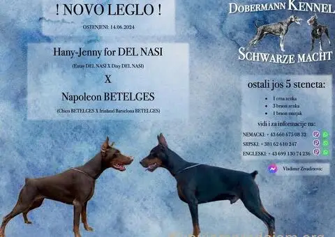 Doberman štenci na prodaju - 6/6