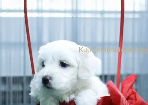 Maltezer štenci - 1/6