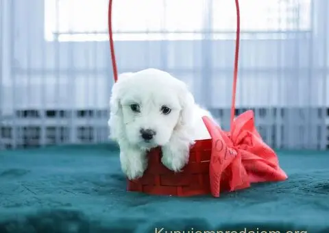 Maltezer štenci - 2/6