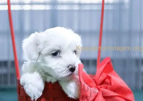 Maltezer štenci - 3/6