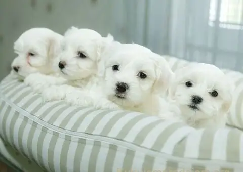 Maltezer štenci - 4/6