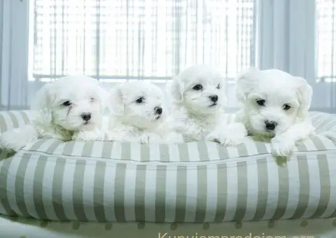 Maltezer štenci - 5/6