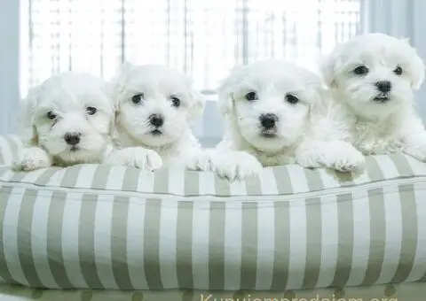 Maltezer štenci - 6/6