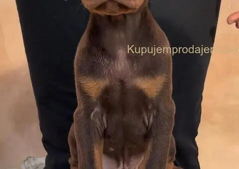 Doberman štenci - 1/8
