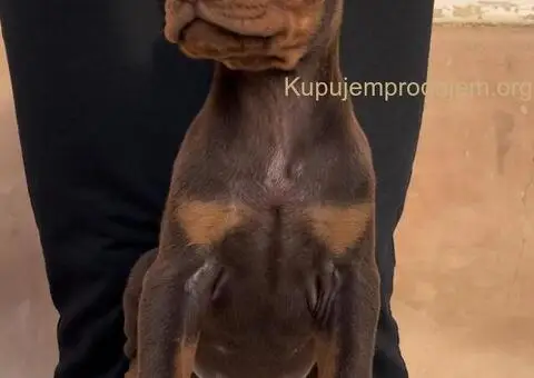 Doberman štenci - 2/8