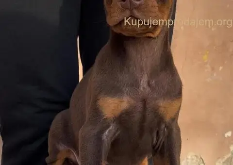 Doberman štenci - 4/8