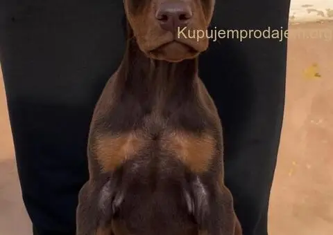 Doberman štenci - 5/8