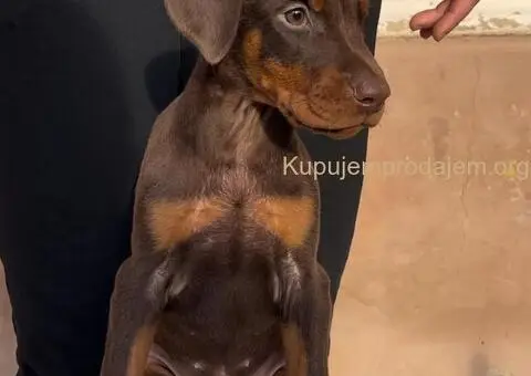 Doberman štenci - 6/8