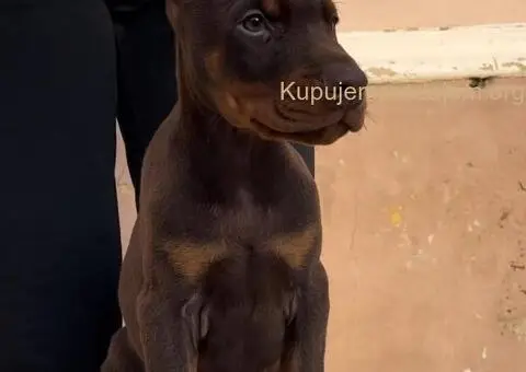 Doberman štenci - 7/8