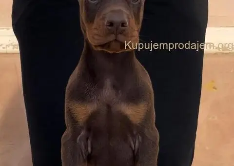 Doberman štenci - 8/8