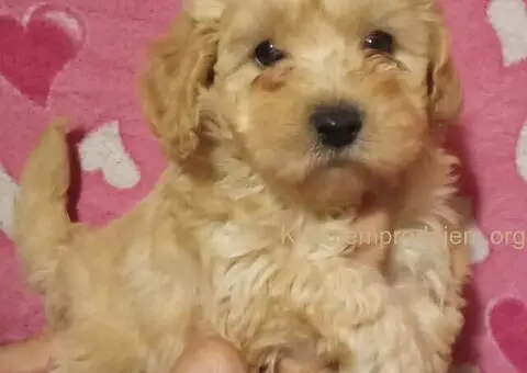 MALTIPOO   stenad - 1/5