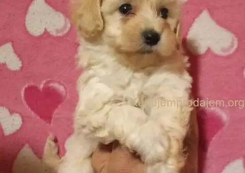 MALTIPOO   stenad - 2/5