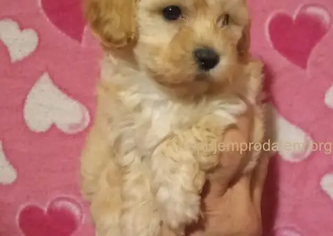 MALTIPOO   stenad - 3/5