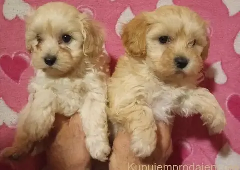 MALTIPOO   stenad - 4/5