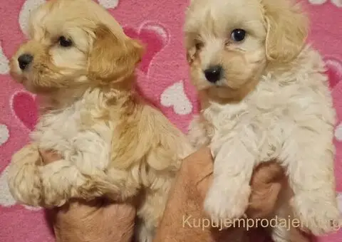 MALTIPOO   stenad - 5/5