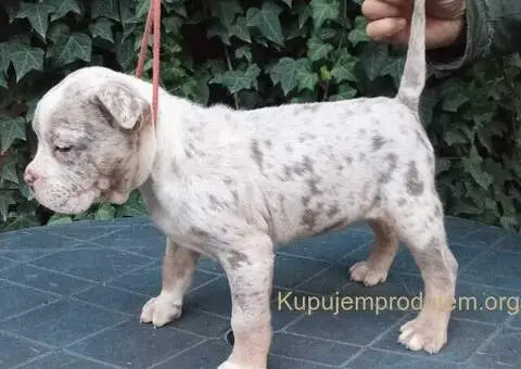 AMERICKI BULLI - 1/5