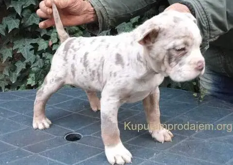 AMERICKI BULLI - 2/5