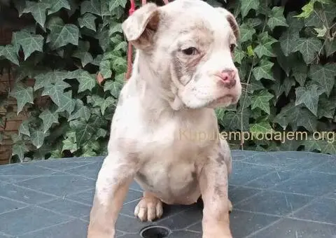 AMERICKI BULLI - 3/5