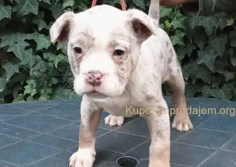 AMERICKI BULLI - 4/5