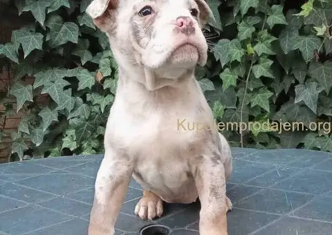 AMERICKI BULLI - 5/5