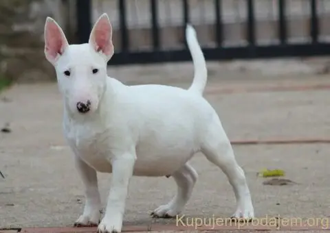 Minijaturni Bull Terijer štenci - 1/10