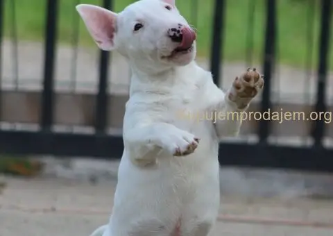 Minijaturni Bull Terijer štenci - 2/10