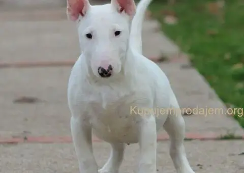 Minijaturni Bull Terijer štenci - 4/10