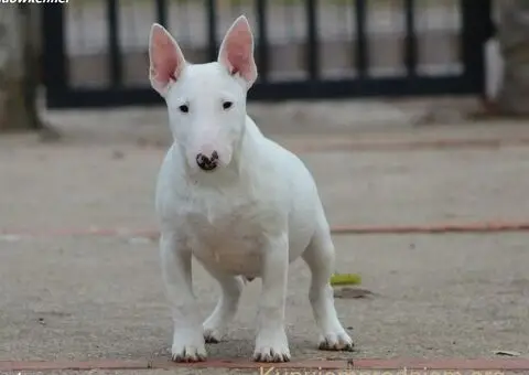 Minijaturni Bull Terijer štenci - 5/10