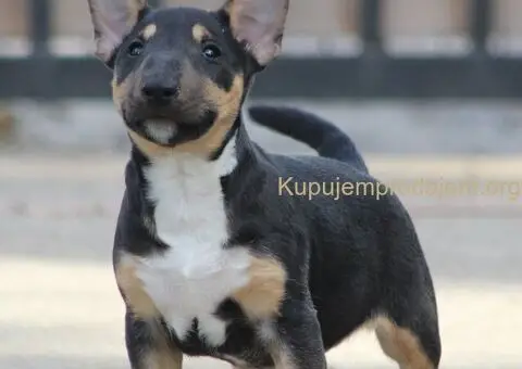 Minijaturni Bull Terijer štenci - 6/10