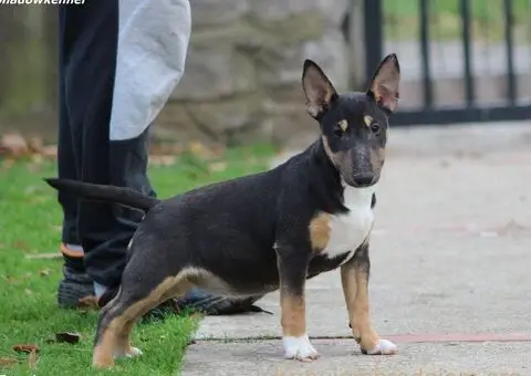 Minijaturni Bull Terijer štenci - 7/10