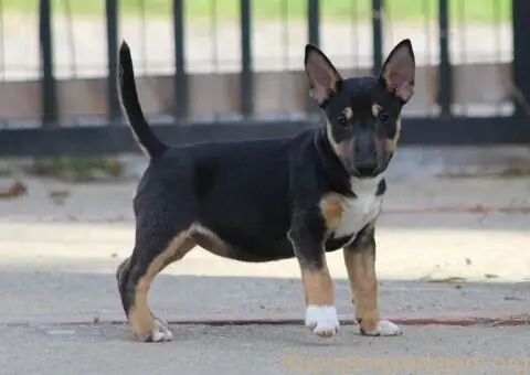 Minijaturni Bull Terijer štenci - 8/10