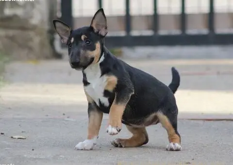 Minijaturni Bull Terijer štenci - 9/10