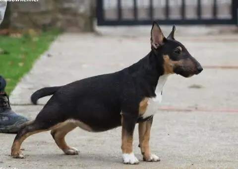 Minijaturni Bull Terijer štenci - 10/10
