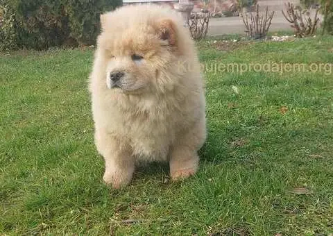 Cau cau Chow chow stenad - 1/5